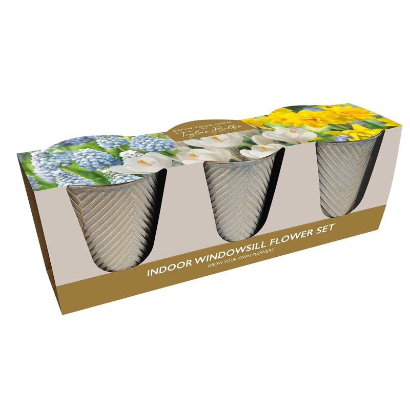 INDOOR SPRING FLOWER TRIO 13