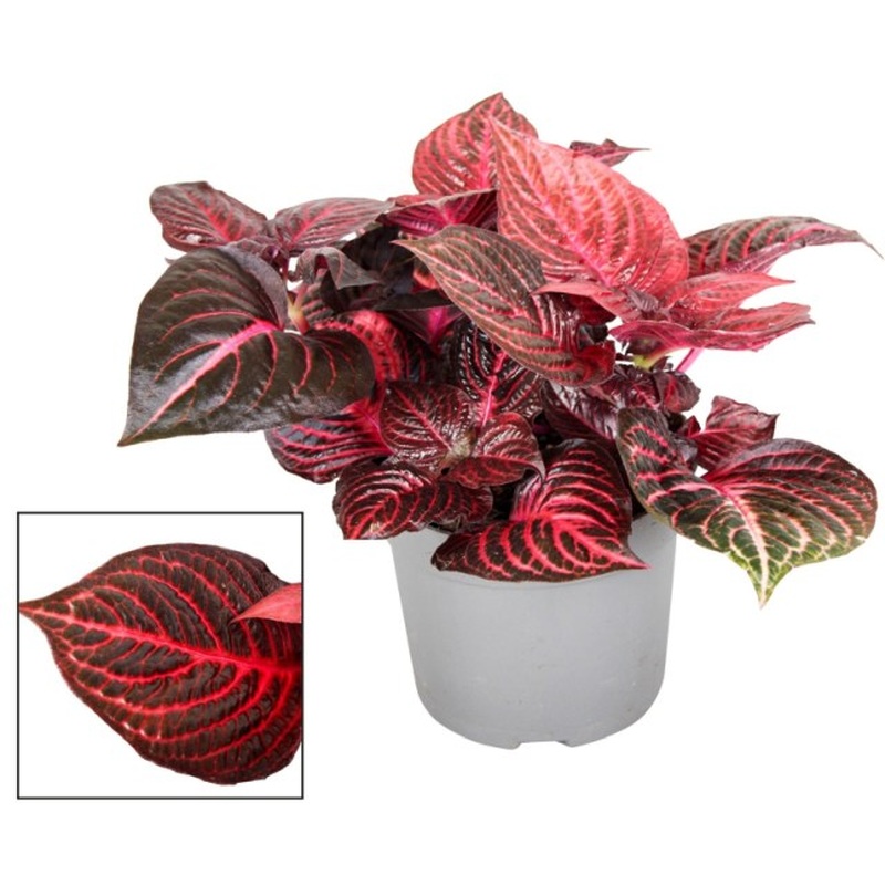 Iresine herbstii  P13