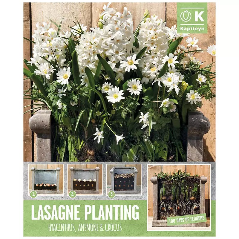LASAGNE PLANTING WHITE x 40