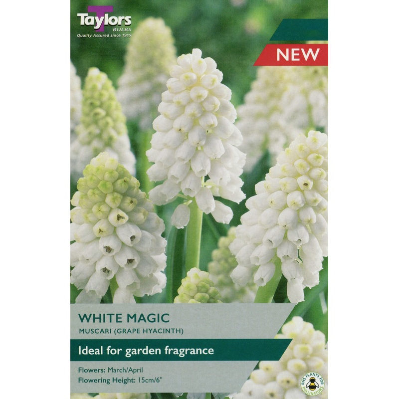 MUSCARI WHITE MAGIC X 15