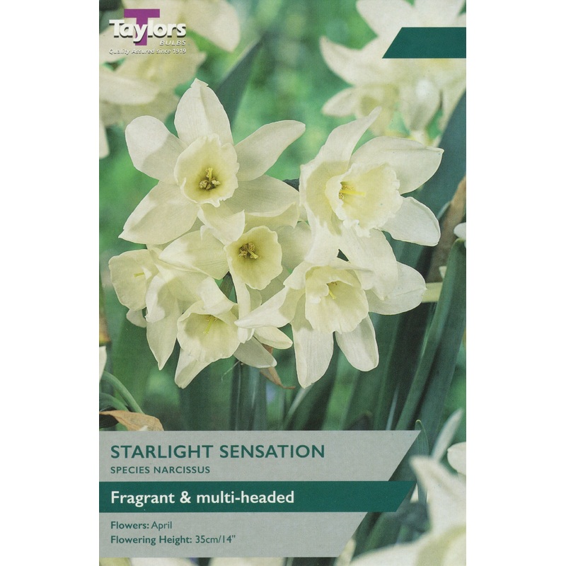 NARCISSI STARLIGHT SENSATION