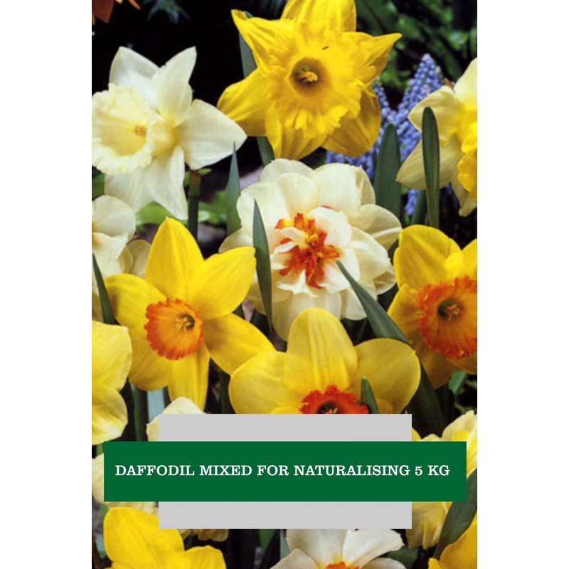NARCISSUS MIXED COLOURS 5 KG