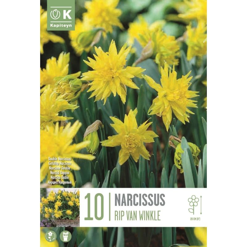 NARCISSUS RIP VAN WINKLE X 10