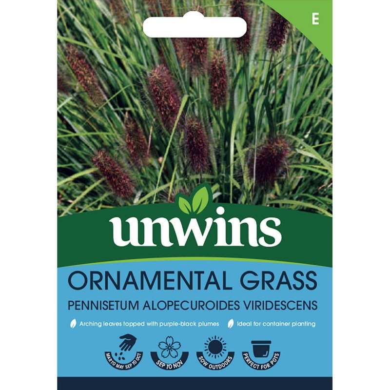 Ornamental Grass Pennisetum alopecuroides viridescens