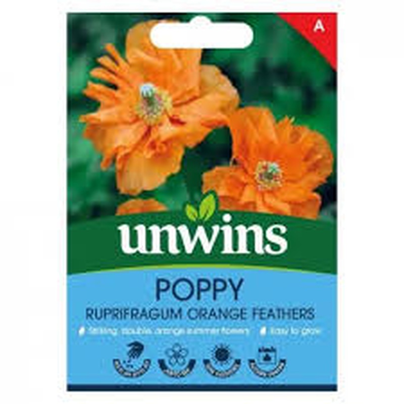 Papaver ruprifragum Orange Feathers