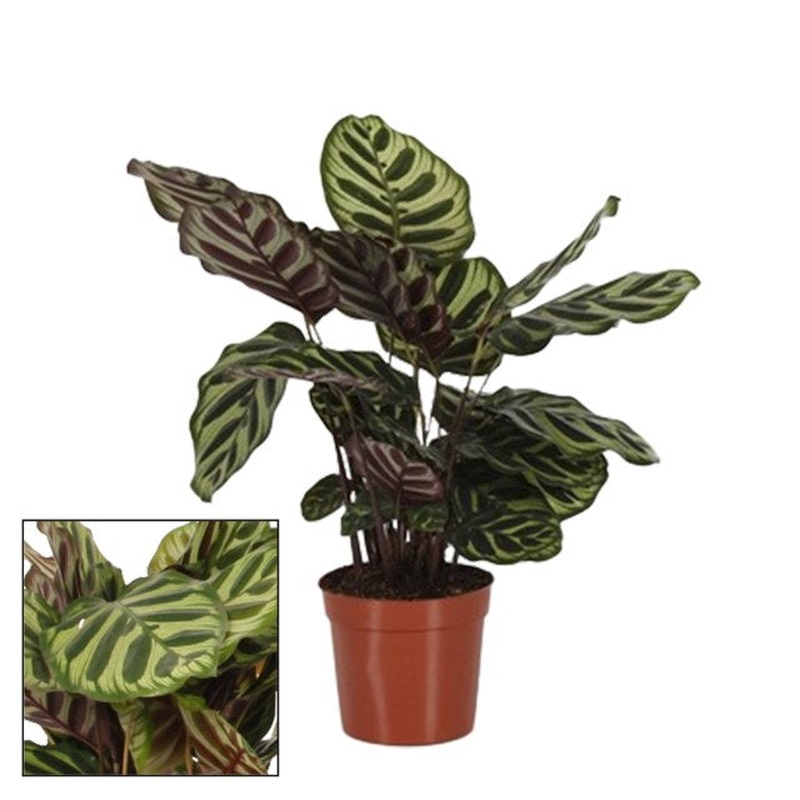 Peacock Plant Calathea makoyana  (14cm Pot)