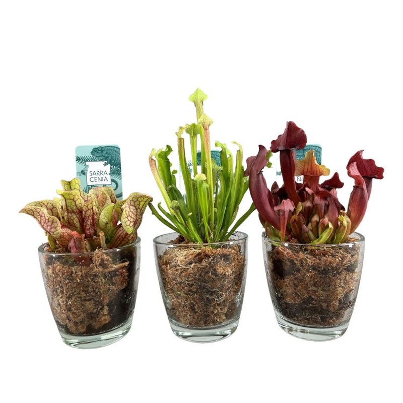 Trumpet Pitcher Plant Sarracenia mix  (13cm glass pot)