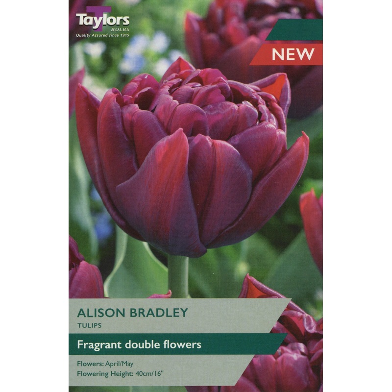 TULIP ALISON BRADLEY 5