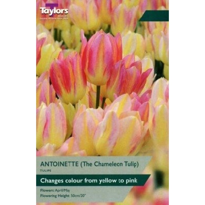 TULIP ANTOINETTE