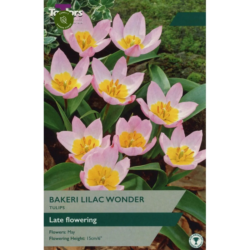 TULIP BAKERI LILAC WONDER