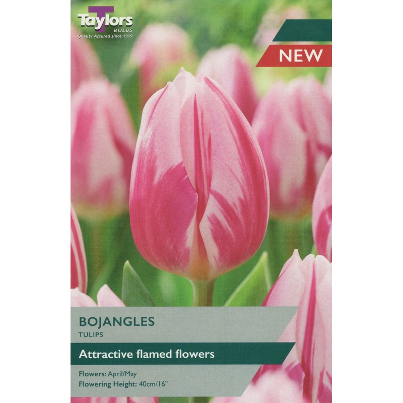 TULIP BOJANGLES X 7