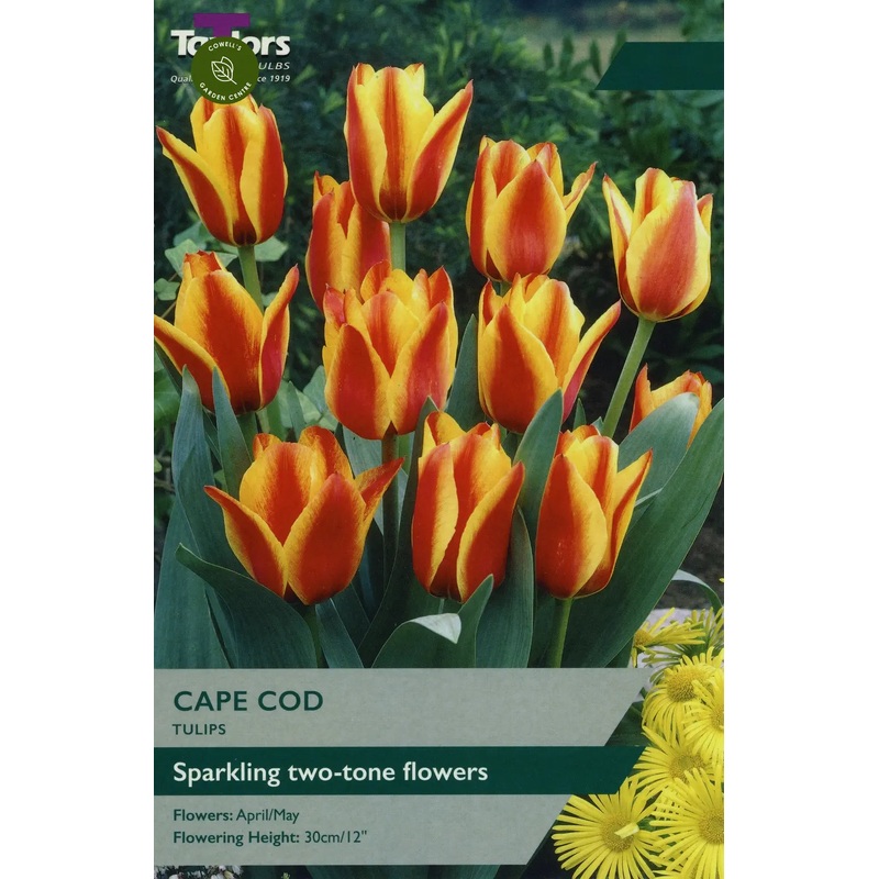TULIP CAPE COD 9