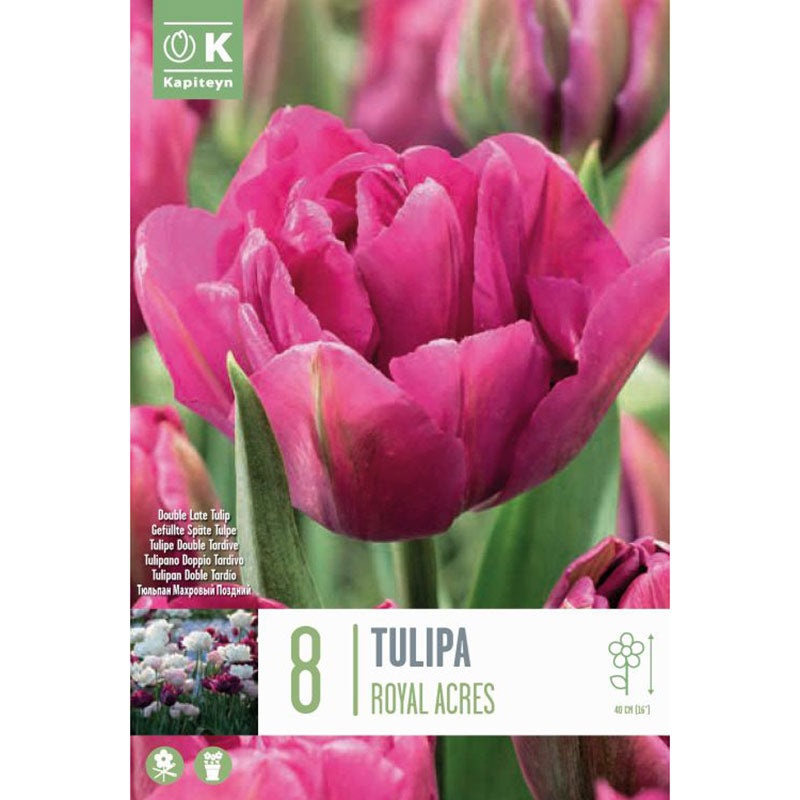 TULIP DOUBLE ROYAL ACRES X 8