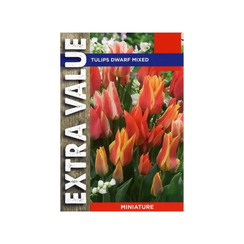 TULIP DWARF MIXED