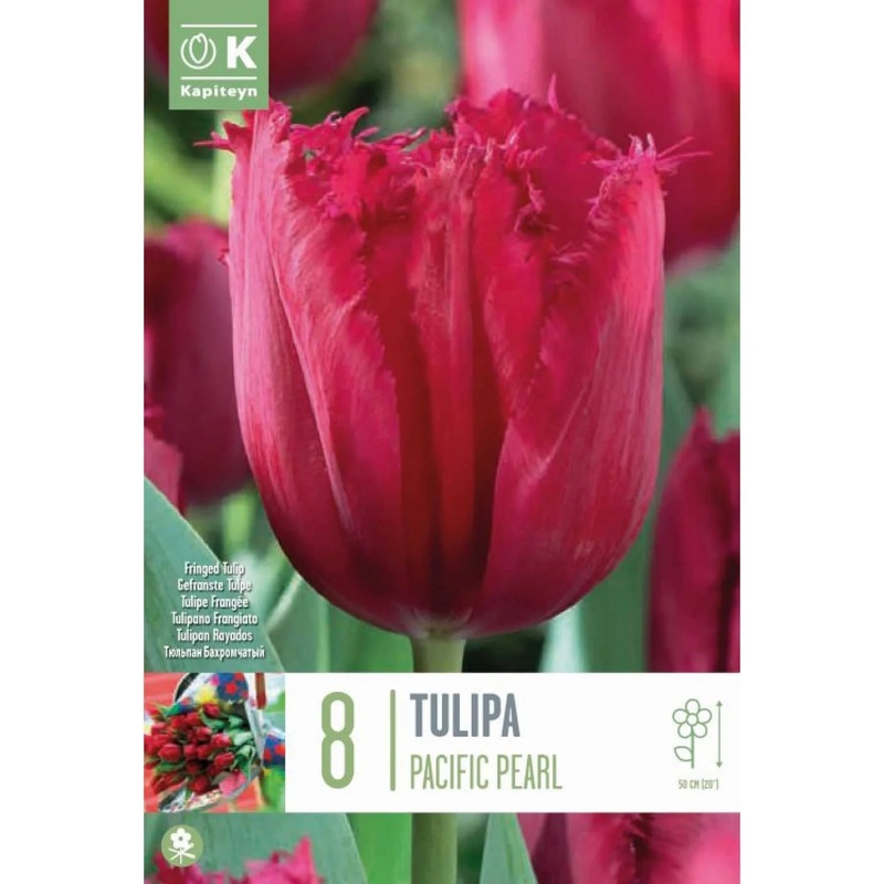 TULIP FRINGED PACIFIC PEARL X 8