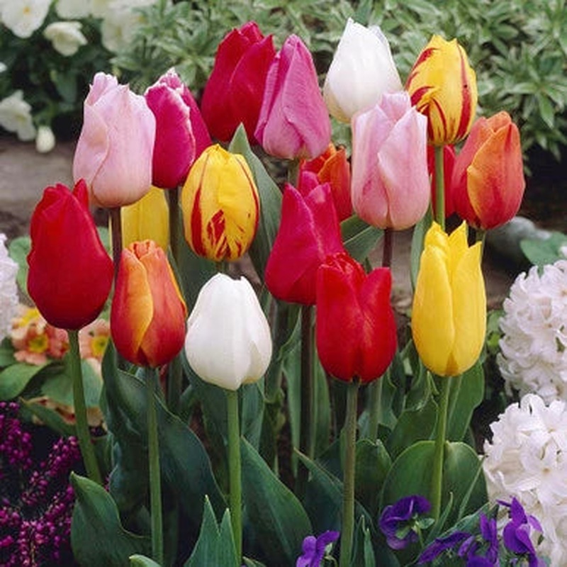 TULIP GARDEN MIXED