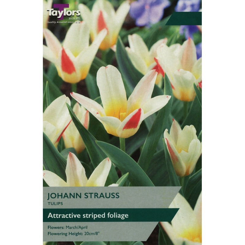 TULIP JOHANN STRAUSS