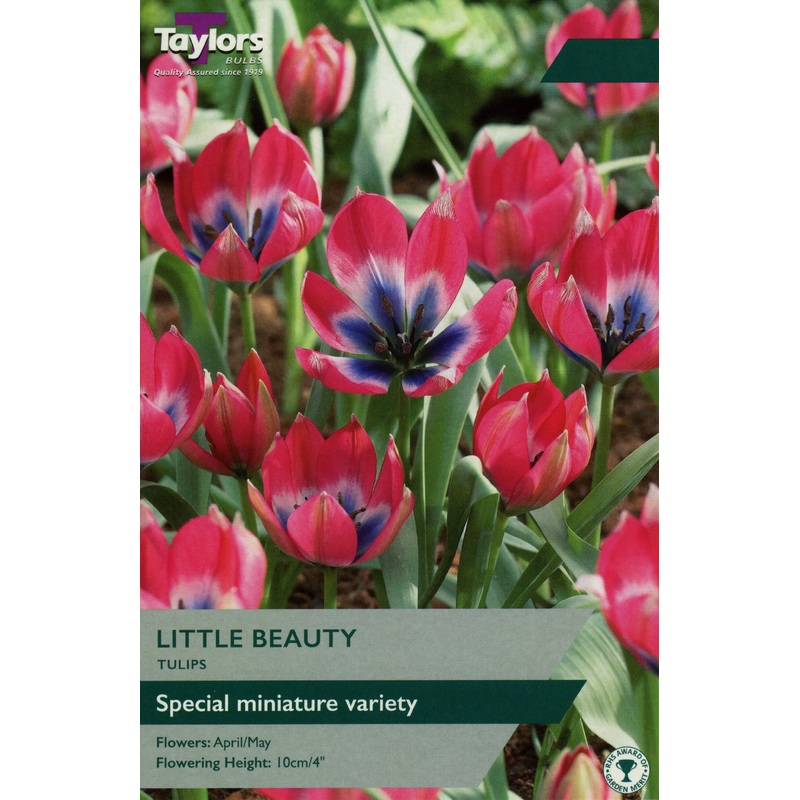 TULIP LITTLE BEAUTY
