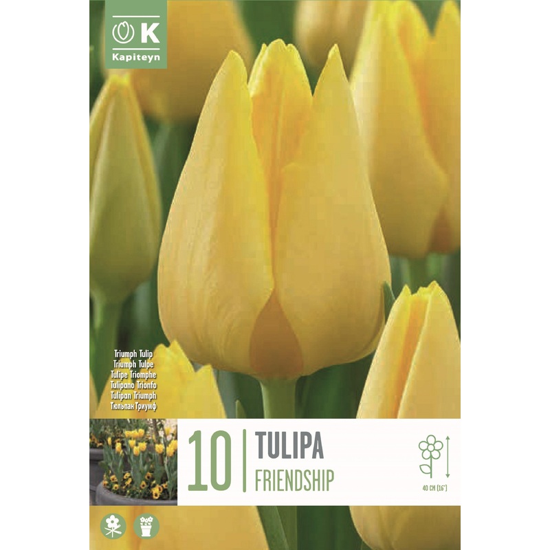 TULIP TRIUMPH  FRIENDSHIP X 10