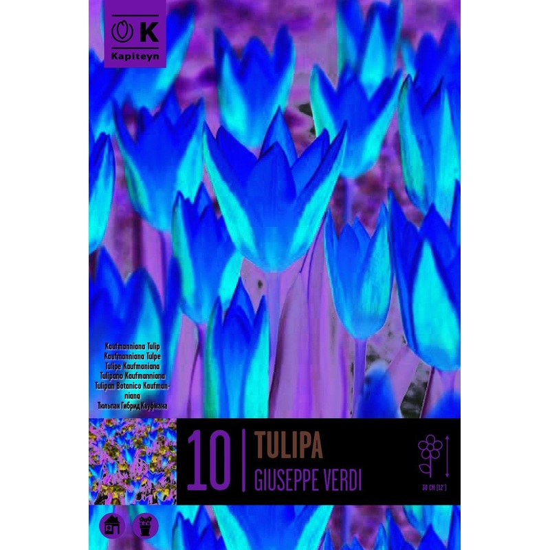 TULIPA GIUSEPPE VERDI X 10