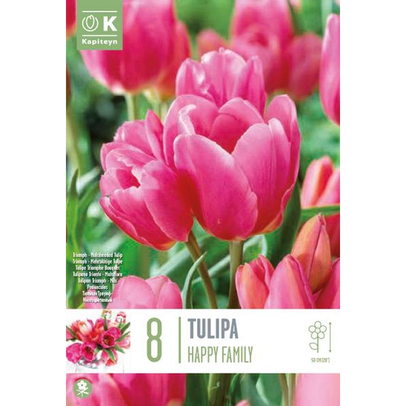 TULIPA HAPPY FAMILY X 8