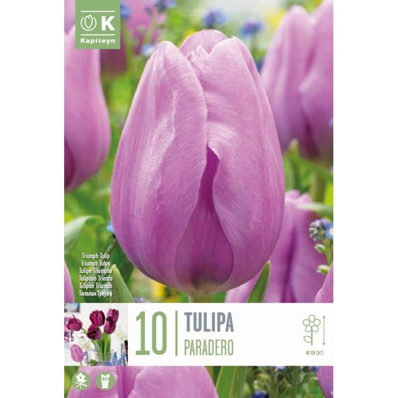 TULIPA PARADERO X 10