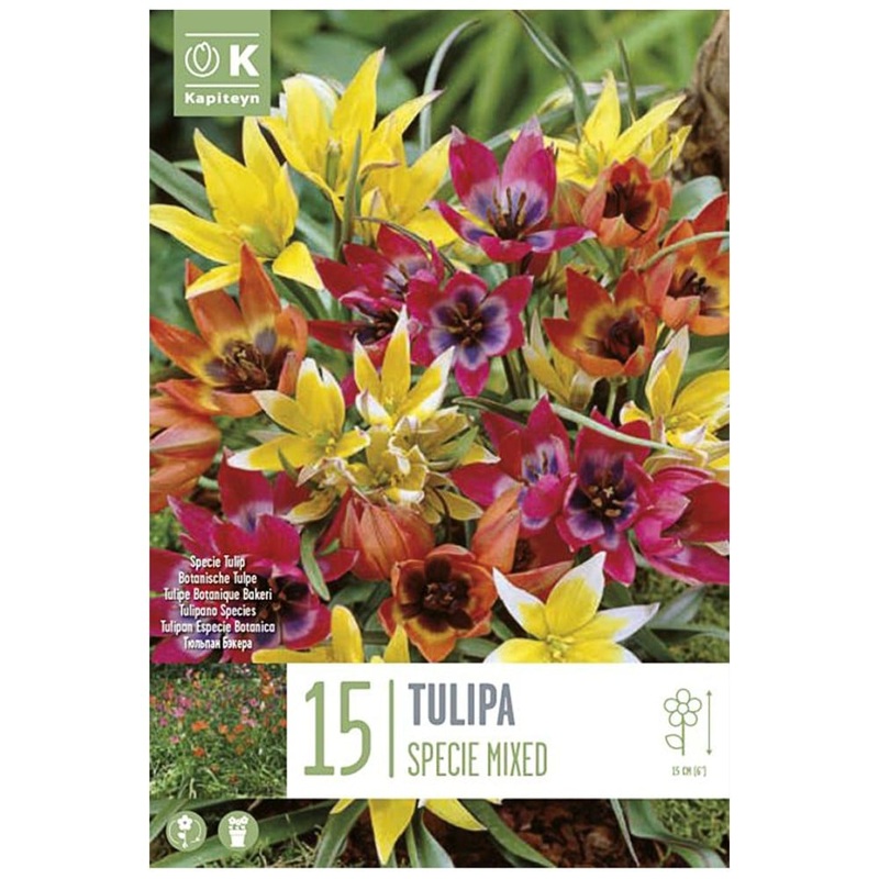 TULIPA SPECIE MIXED COLOURS X 15