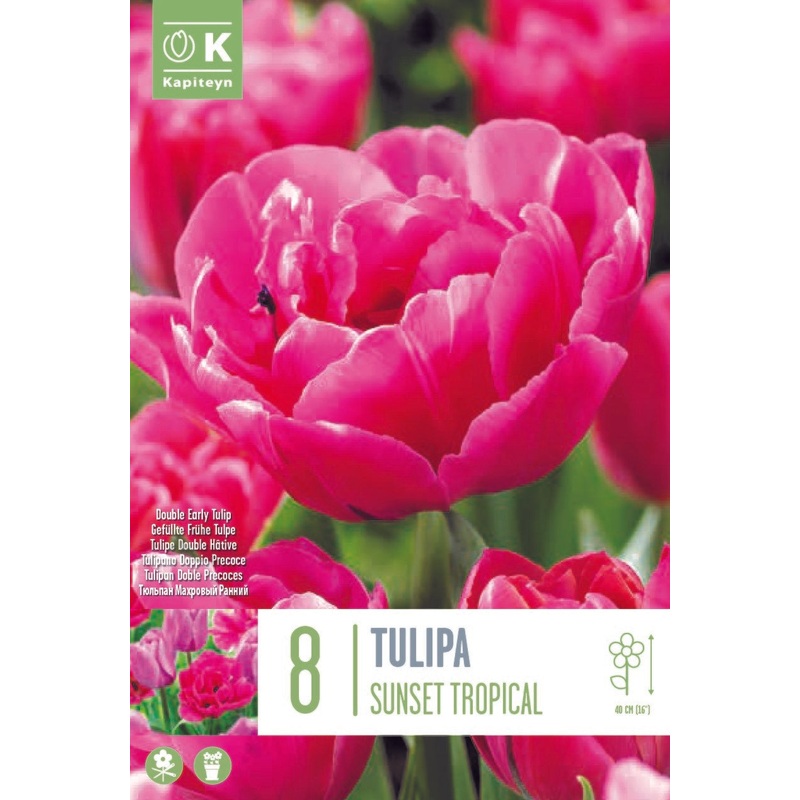 TULIPA SUNSET TROPICAL 8