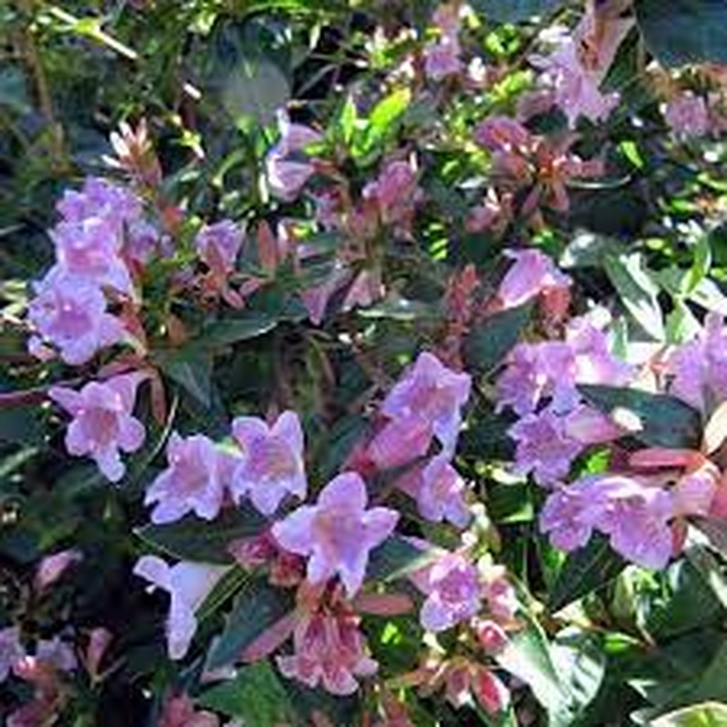 Abelia Edward Goucher  2 Ltr pot