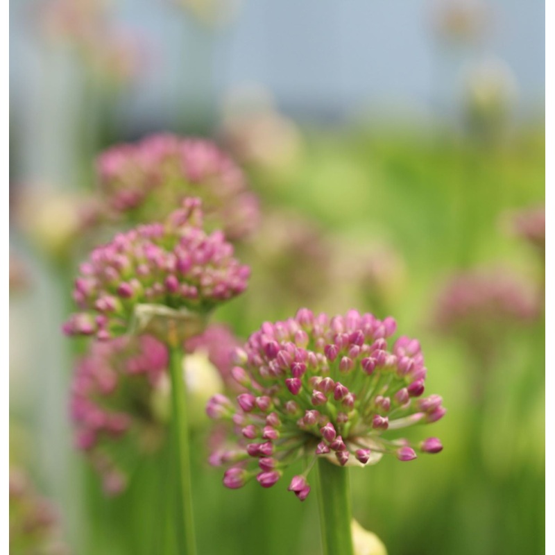 ALLIUM Millenium 3Ltr Pot