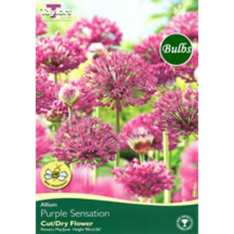 ALLIUM PURPLE SENSATION 18