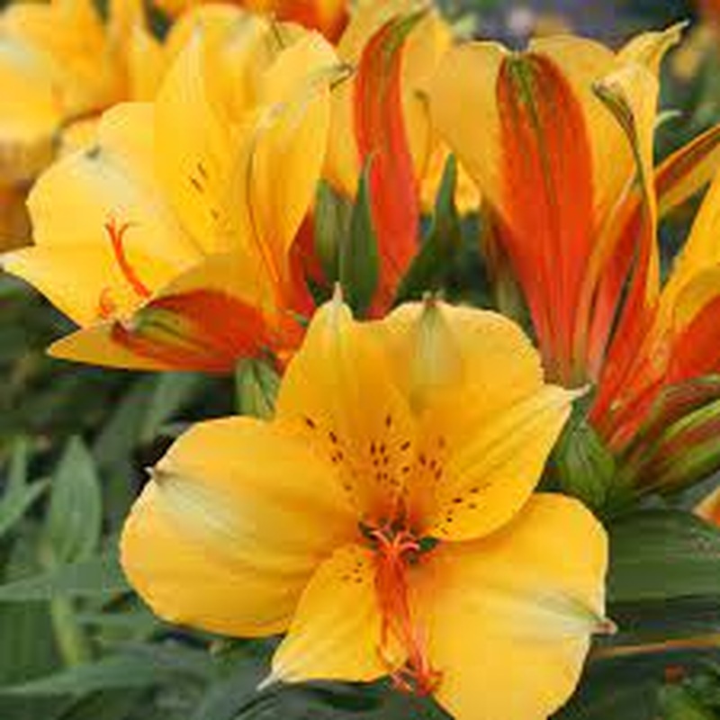 Alstroemeria Colorita Lisa