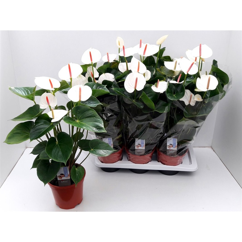 Anthurium and. Adios White  P17