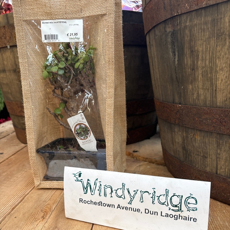 Bonsai mix (nr.A1151934)  P15 + jute bag