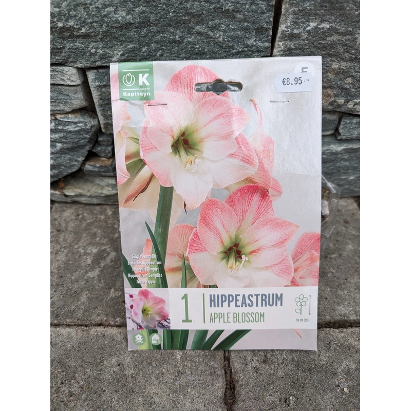 BOX HIPPEASTRUM APPLE BLOSSOM X1