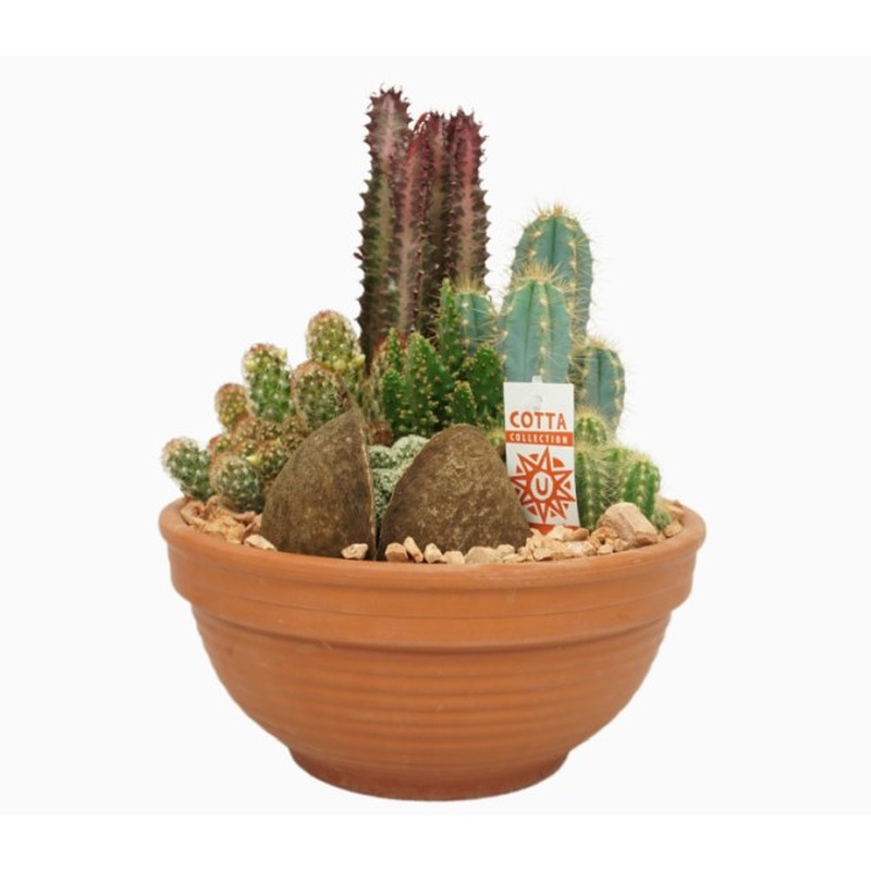 Cactus Arrangement (32cm  Terracotta Pot)