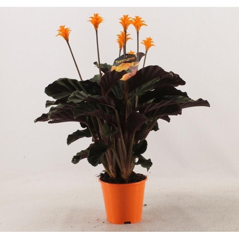 Calathea crocata Tassmania 78 flower