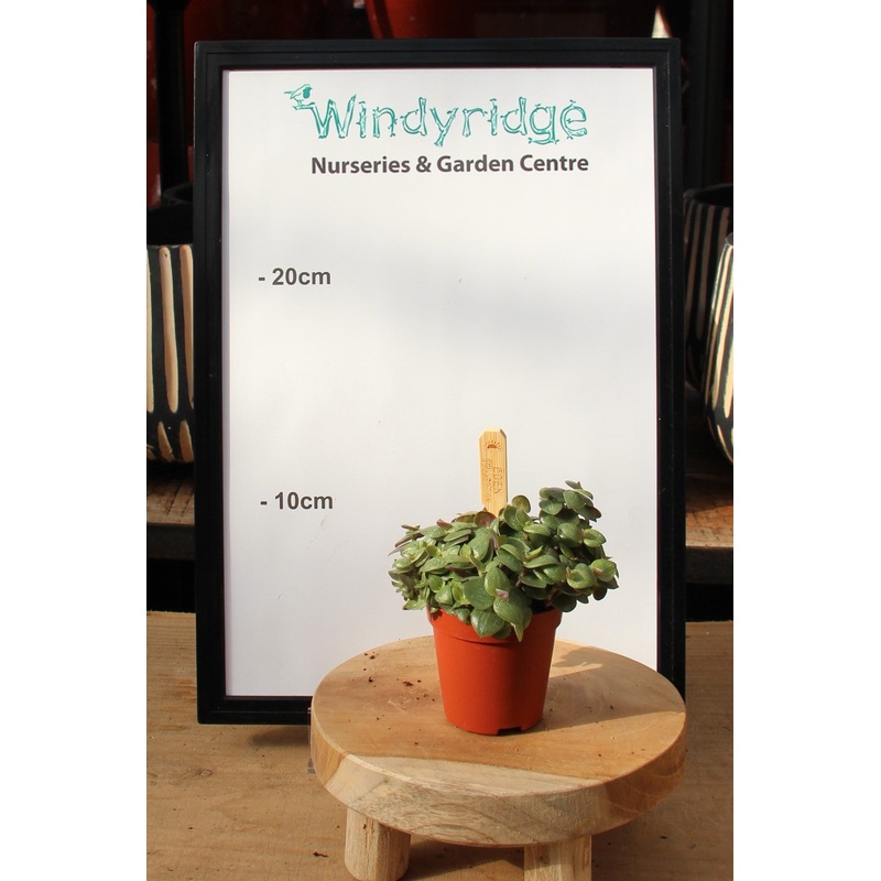 Callisia Turtle  6 cm pot (Turtle Vine)