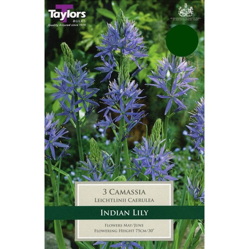 CAMASSIA LEICHTLINII CAERULEA