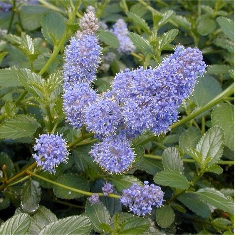 Ceanothus Thyrs Repens