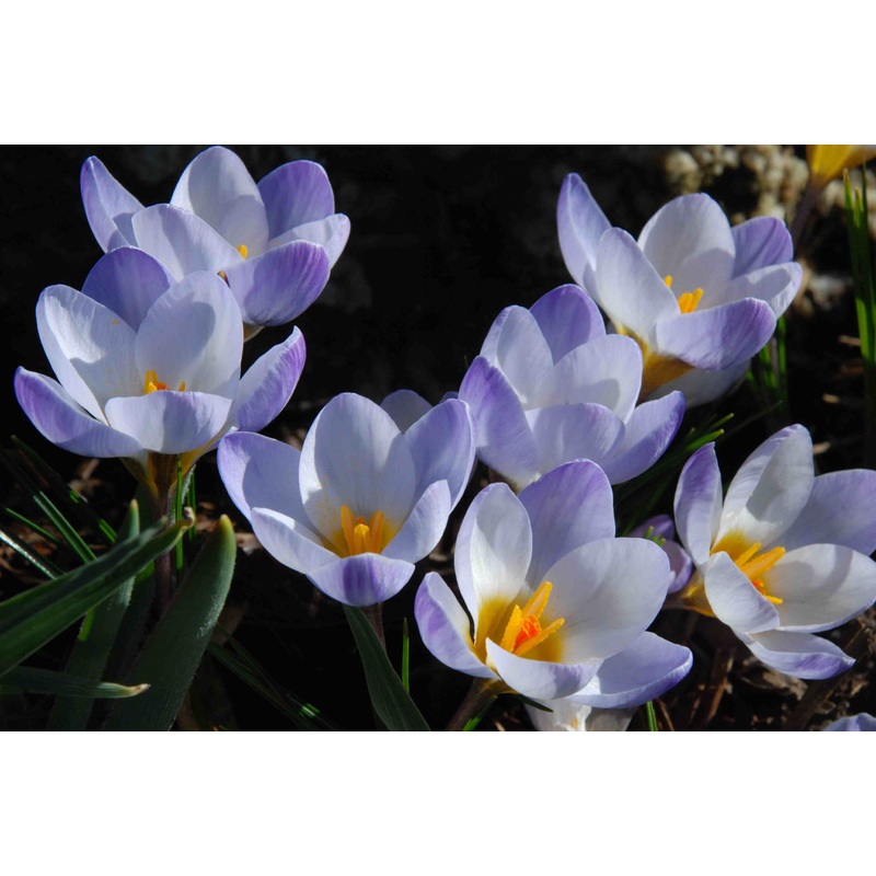 CROCUS BLUE PEARL