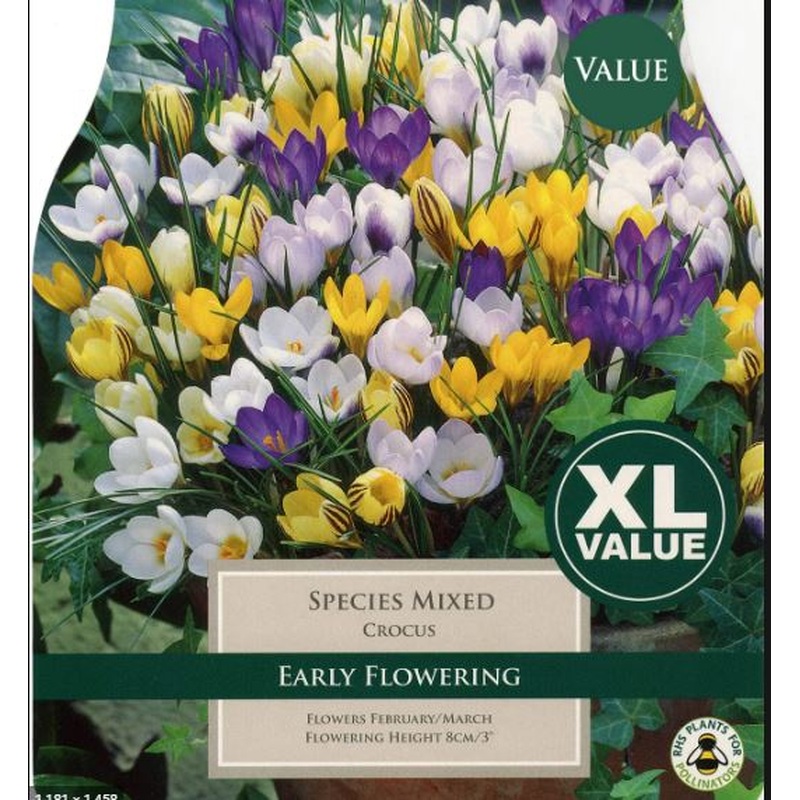 CROCUS MIXED SPECIES