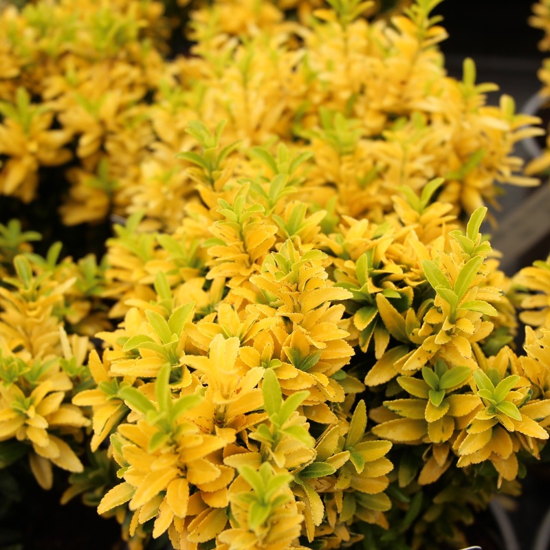 Euonymus jap. Hapiness