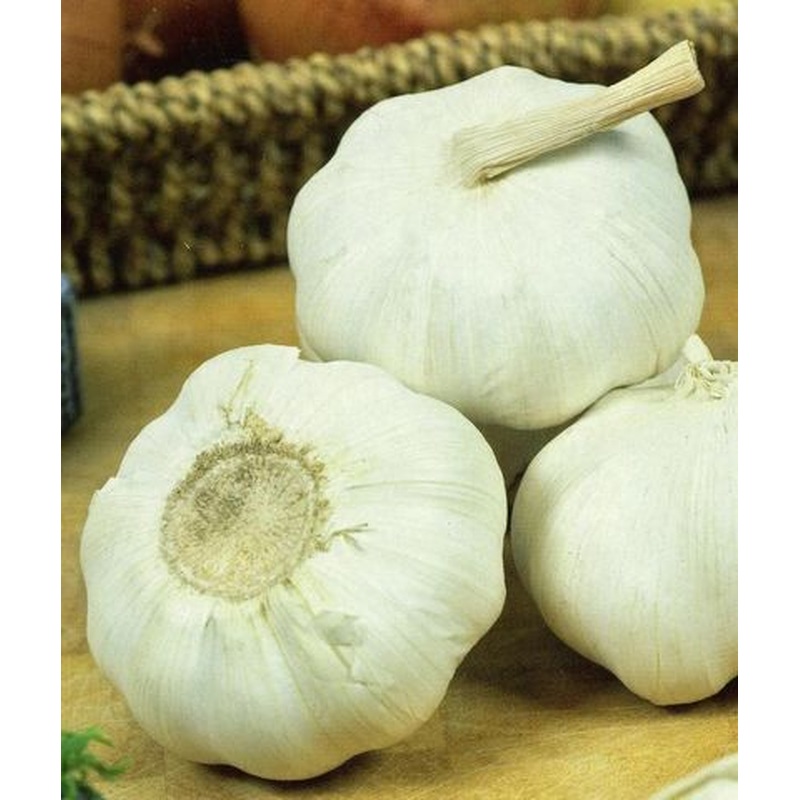 GARLIC MARCO P/P