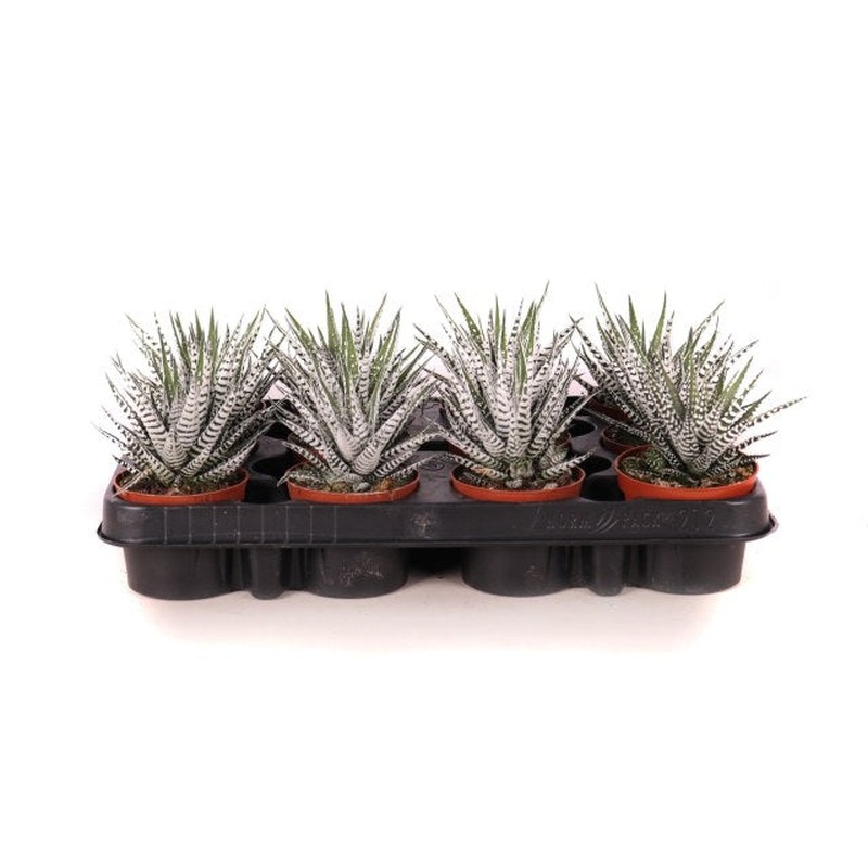 Haworthia fasciata Alba  P8.5