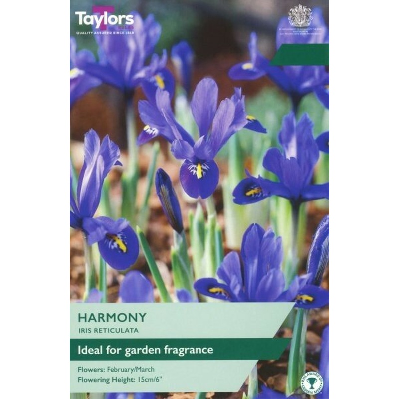 IRIS RETICULATA HARMONY 12