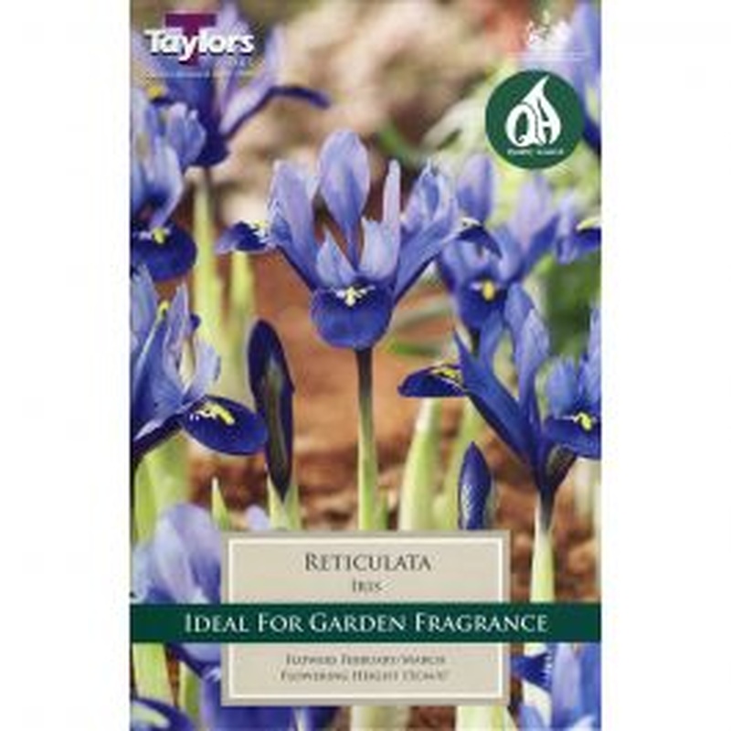 IRIS RETICULATA X 12