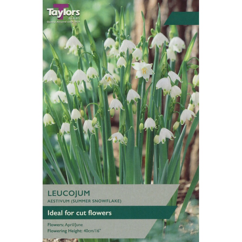 LEUCOJUM AESTIVUM X 6
