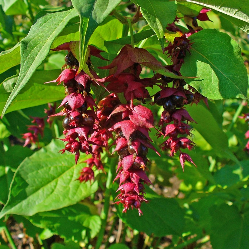 Leycesteria formosa  2 Ltr pot