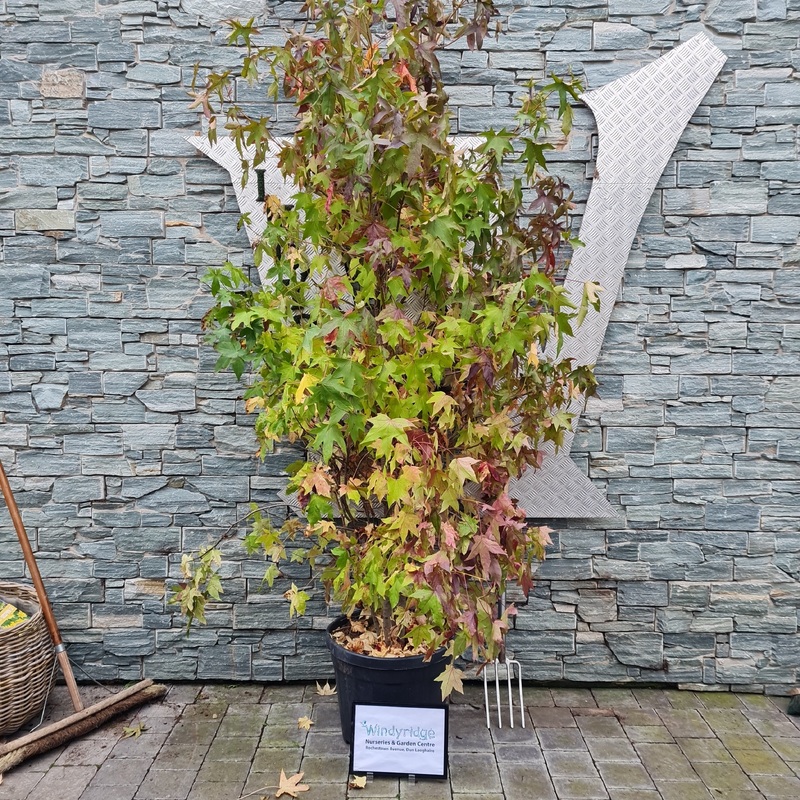 LIQUIDAMBAR STYRACIFLUA H 200 - 250 CM  Multi